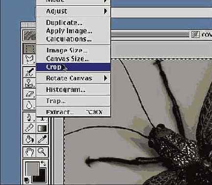 Photoshop  Illustrator    