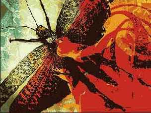 Photoshop  Illustrator    